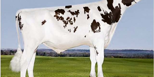 Laut einigen Züchtern sei es schwierig, von Agent die Kühe tragend zu bekommen. Dem widerspricht Swissgenetics.(Bild KeleKi)