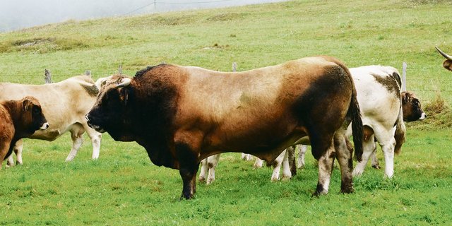 Bei Stieren genügt das geführte Bewegen zum Decken nicht zur Erfüllung des Bewegungsanspruches. (Bild zVg)
