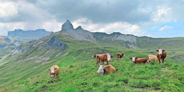 Die diesjährige Vegetation auf den Alpweiden startete früh und das Gras wuchs teils schneller, als es genutzt werden konnte.    
