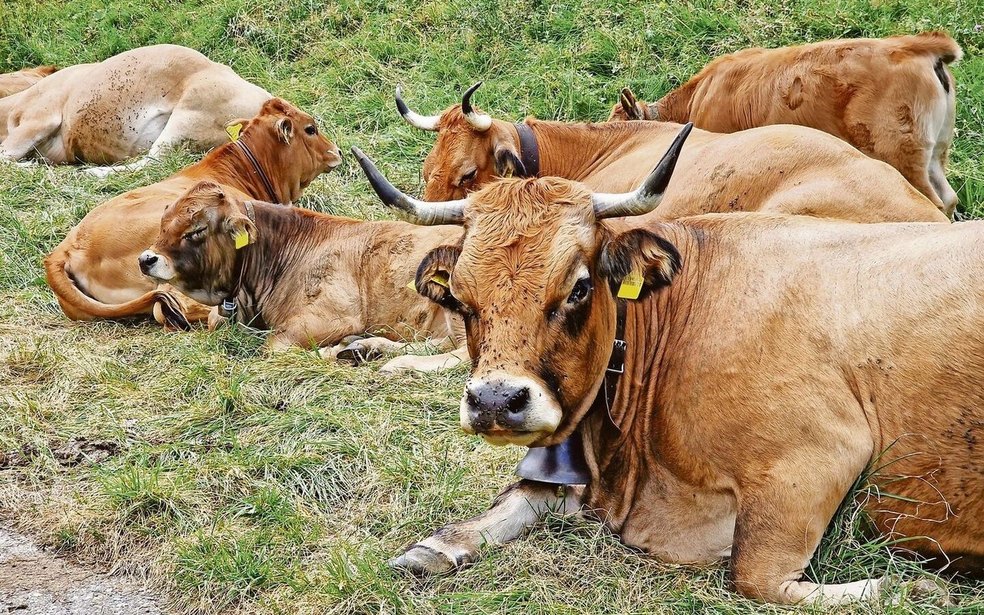 Mit rund 6000 Mutterkuhbetrieben in der Schweiz umfasst die Mutterkuhhaltung bald 10 Prozent aller Landwirtschaftsbetriebe. 