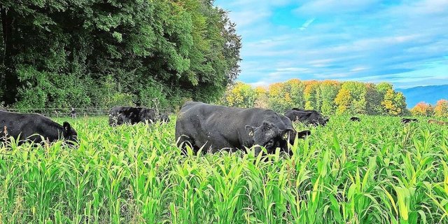 Die Original-Aberdeen-Angus-Mutterkühe der Stone Ranch verbringen den ganzen Sommer draussen. Im Herbst fressen sie Zwischenfrüchte und Gründüngungen, was die Weidesaison verlängert. 