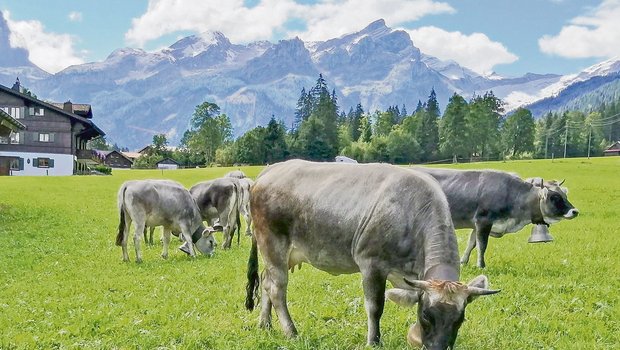 Das Rätische Grauvieh stammt ursprünglich aus Graubünden, wo es als Dreinutzungs-Rasse für die Produktion von Milch und Fleisch sowie zur Arbeit eingesetzt wurde. (Bild Toni Bergmann)