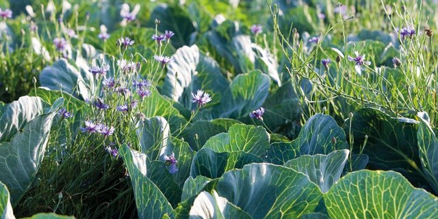 Gedeckter Tisch für Nützlinge: Kornblumen im Kohlfeld. (Bild FiBL)