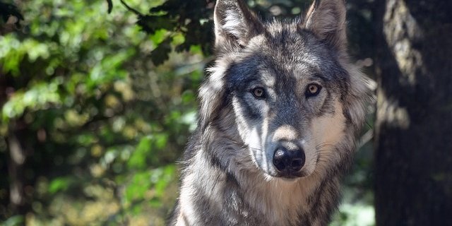 Vier Wölfen aus dem Bündner Beverinrudel geht es an den Kragen. Die Eltern werden aber nicht geschossen. (Bild Pixabay)