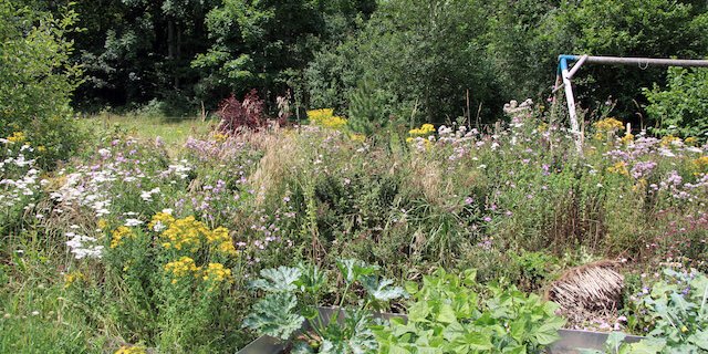 Naturnahe Gärten mit einheimischen Gewächsen sind wertvoll für die Vogelwelt. (Bild zVg)