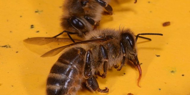 Vergiftete Bienen auf dem Flugbrett. (Bild apisuisse)