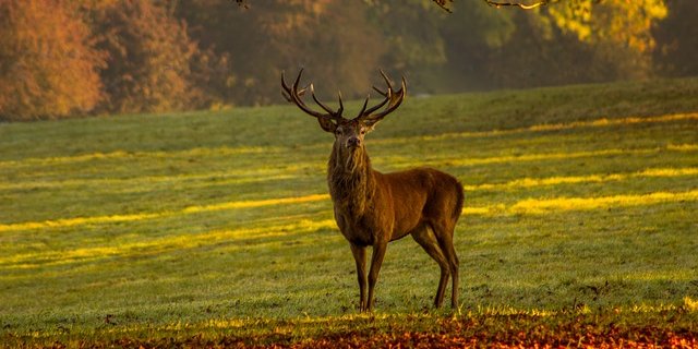 Die Walliser Jäger müssen nochmals ran: Sie haben die vorgegebenen Abschusszahlen beim Hirsch nicht erreicht. (Bild pixabay)