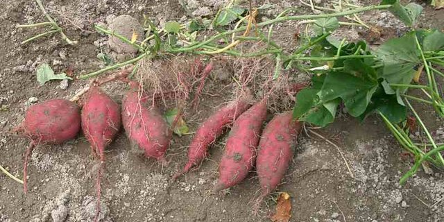 Frischgeerntete, rotschalige Süsskartoffeln. (Bild Miya)