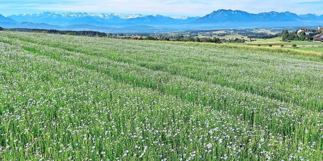 Leuchtend blau präsentierte sich das Ölleinen-Feld im Juni auf dem Gutsbetrieb des BBZN Hohenrain.