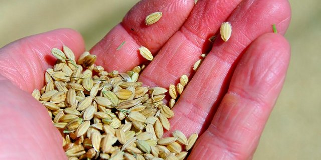 Am Broyekanal im Kanton Freiburg ist im Rahmen eines Pilotversuchs Reis angepflanzt worden. (Symbolbild Peter Freitag / pixelio.de)