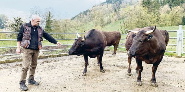 Züchter Peter Hunkeler mit den Wagyu auf dem Betrieb im Götzental. Weil die Tiere so friedfertig seien, könne er ihnen die Hörner belassen. 