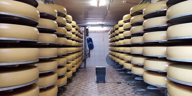 In Sachen Nachhaltigkeit gibt es Diskussionen um den Unterschied zwischen gewerblicher und industrieller Käsereimilch. (Bild Emmentaler Switzerland)