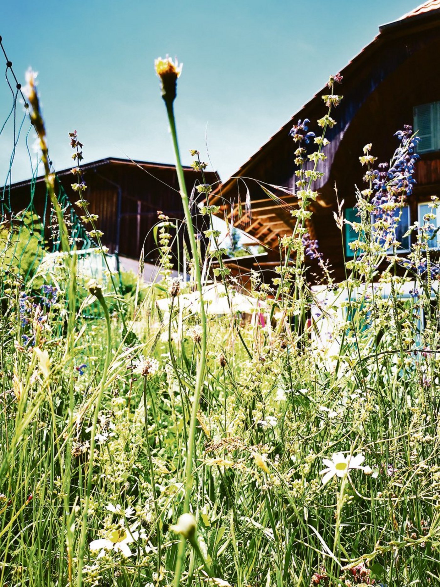 Gerade im Ökoheuet treten die regionalen Unterschiede zutage, bringen für den Landwirten einen Bürokratiedschungel und der Natur eher wenig Nutzen.(Bild Daniela Joder)