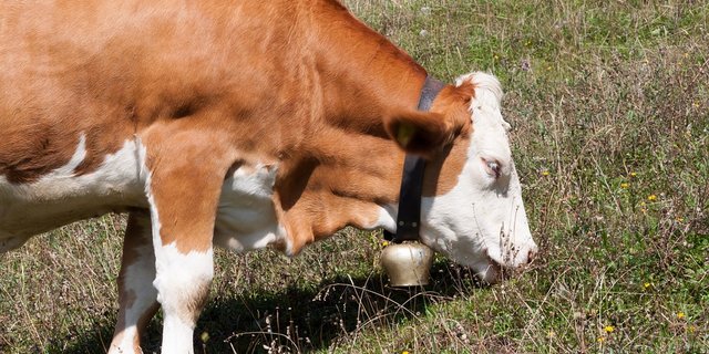 Kühe mit Glocken sorgen immer wieder für Konflikte: Ein solcher Nachbarstreit konnte im österreichischen Vorarlberg jetzt beigelegt werden. (Bild Pixabay)