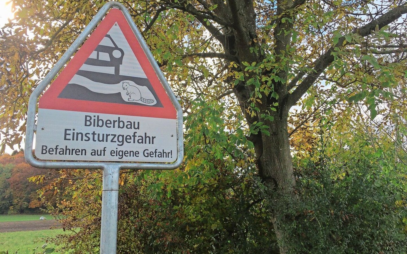 Grabende Biber können Uferwege zum Einsturz bringen. Solche Hinweisschilder warnen Spaziergänger oder Velofahrer, haben aber auch einen haftungstechnischen Hintergrund für die Grundbesitzer.