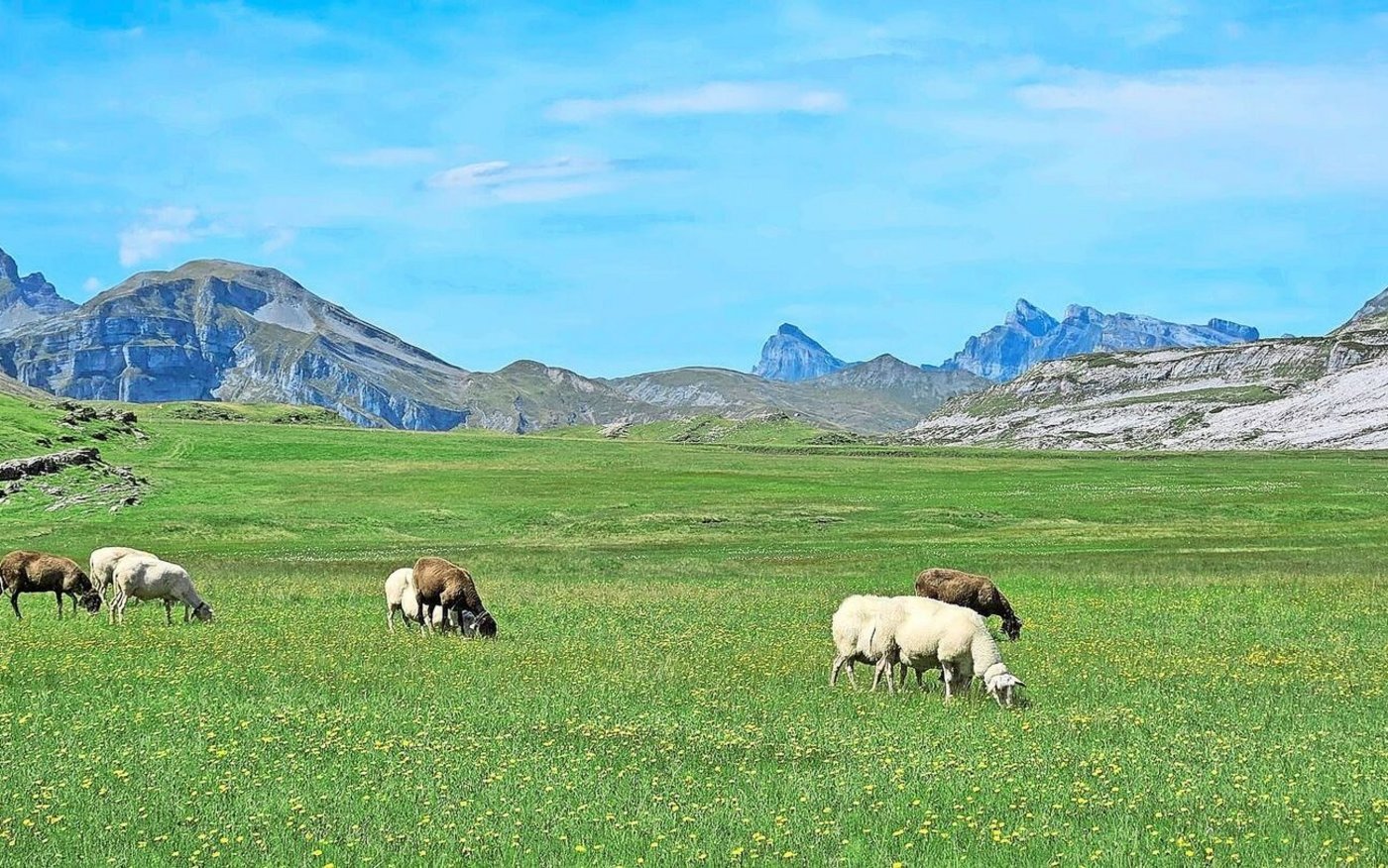 Ein Bild vom Gebiet Charetalp und Erigsmatt aus dem letzten Jahr. Aktuell weiden auf diesen Alpweiden keine Schafe, die Herden werden im Tal saniert. 