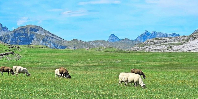 Ein Bild vom Gebiet Charetalp und Erigsmatt aus dem letzten Jahr. Aktuell weiden auf diesen Alpweiden keine Schafe, die Herden werden im Tal saniert. 