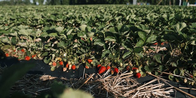 Der Schweizer Obstverband rechnet dieses Jahr mit einer guten Ernte. (Bild SOV)