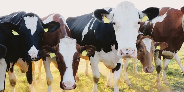 Die Landwirtschaft sieht sich zunehmend mit Zielkonflikten konfrontiert. So muss zum Beispiel auf weniger Fläche mehr produziert werden, gleichzeitig soll die Produktion nachhaltiger werden.(Bild BauZ)
