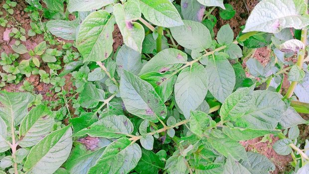 Bevor sich die Krautfäule über Sporen weiter im Bestand ausbreitet, tritt sie zu Beginn nesterweise auf.  