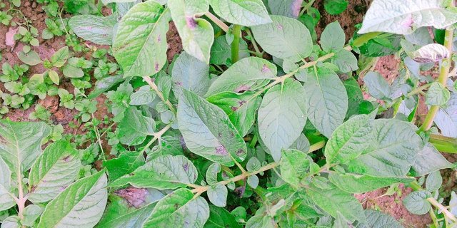 Bevor sich die Krautfäule über Sporen weiter im Bestand ausbreitet, tritt sie zu Beginn nesterweise auf.  