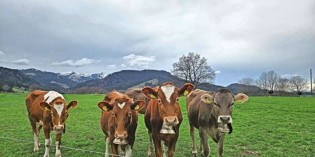 Ein zentrales Anliegen der Agrarpolitik 2030+ ist das Tierwohl. Das Projekt befindet sich in der Konkretisierungsphase.Bild: zVg