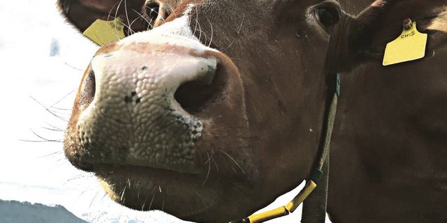 Das BLW will Zahlungen an ältere Kühe einführen. Je nach Höhe und Art dieser Zahlungen könnte das auch negative Folgen haben. Ein genaues Hinschauen lohnt sich. (Bild Anna Klay)