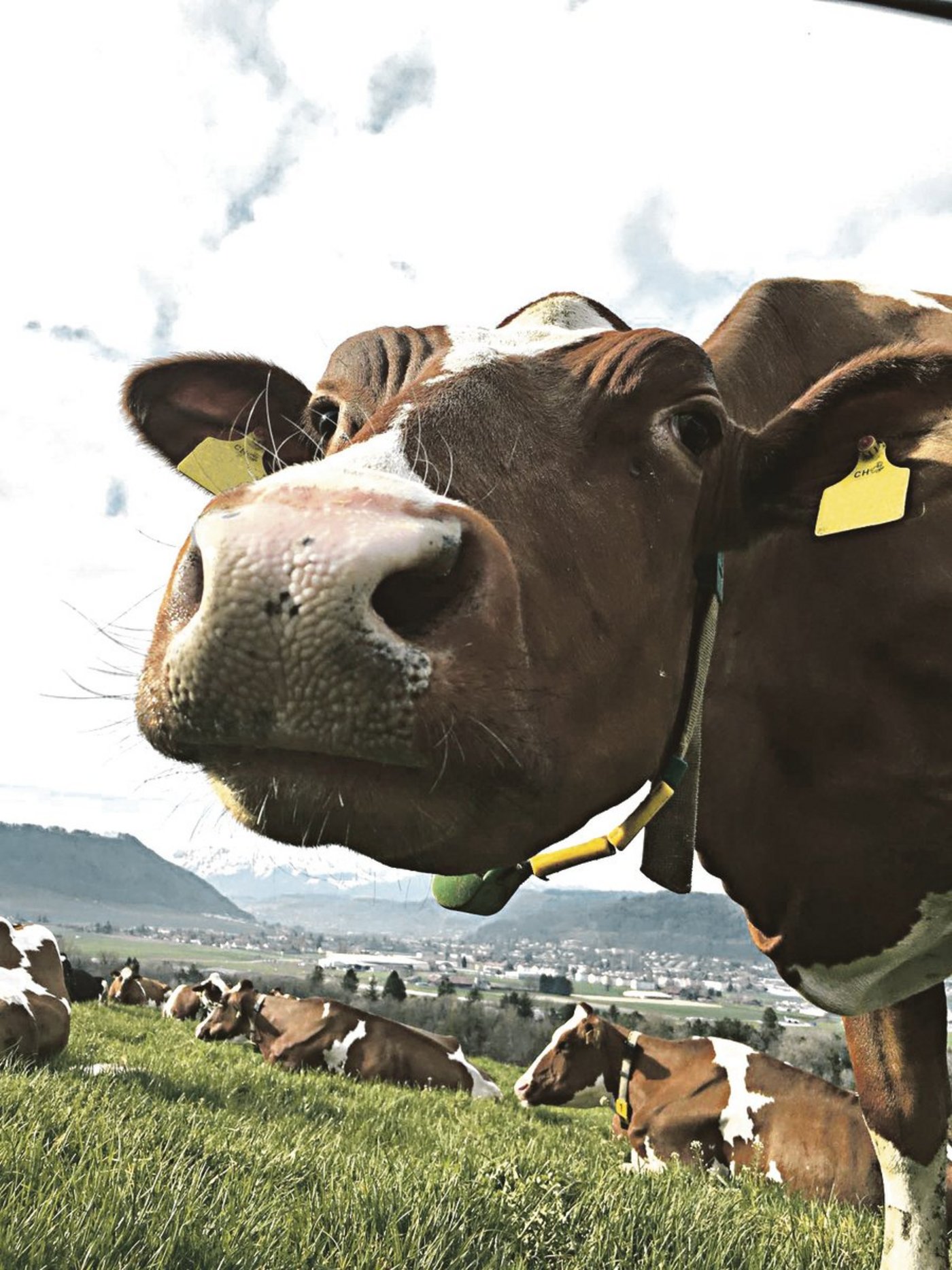 Das BLW will Zahlungen an ältere Kühe einführen. Je nach Höhe und Art dieser Zahlungen könnte das auch negative Folgen haben. Ein genaues Hinschauen lohnt sich. (Bild Anna Klay)