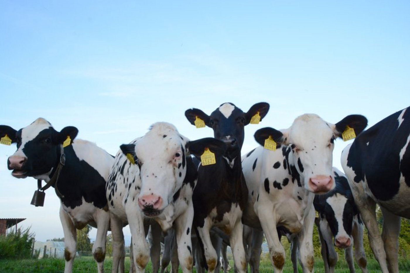 IP-Kälbermäster bekommen keine Raus-Prämien mehr. (Bild Andrea Gysin) 