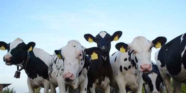 IP-Kälbermäster bekommen keine Raus-Prämien mehr. (Bild Andrea Gysin) 