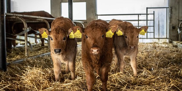 Mutterkuhhaltung steht für eine naturnahe und tierfreundliche Fleischproduktion. (Bild: Larissa Dubach)