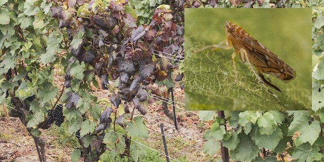Die Goldgelbe Vergilbung (GGV) wird durch die Phytoplasmen Candidatus Phytoplasma vitis verursacht. (Bild Agroscope)