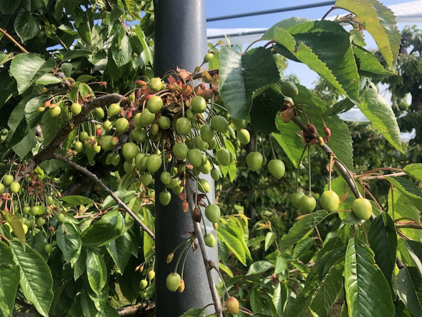 Der Kirschbehang lässt laut Vorernteschätzung 2019 vom Schweizerischen Obstverand auf eine gute Ernte schliessen. (Bilder et)