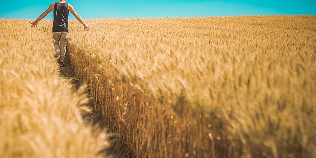 Der TIF will Subventionen für Tierprogramme streichen und dafür die Arbeitsleistung der Landwirte mit Beiträgen entschädigen. (Bild pixabay)