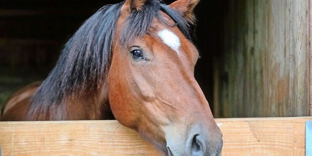 Bei den Freibergern laufen aktuell die Feldtests und die Fohlenschauen haben begonnen. Dem Verband fehlen aktuell aber Richter, um die Tiere zu beurteilen.