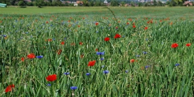 Die Produktion von Nahrungsmitteln und der Erhalt von Biodiversität müssen sich gegenseitig nicht ausschliessen. Und doch gibt es ständig Diskussionen um die Finanzierung von Massnahmen. (Bild Jeanne Woodtli)