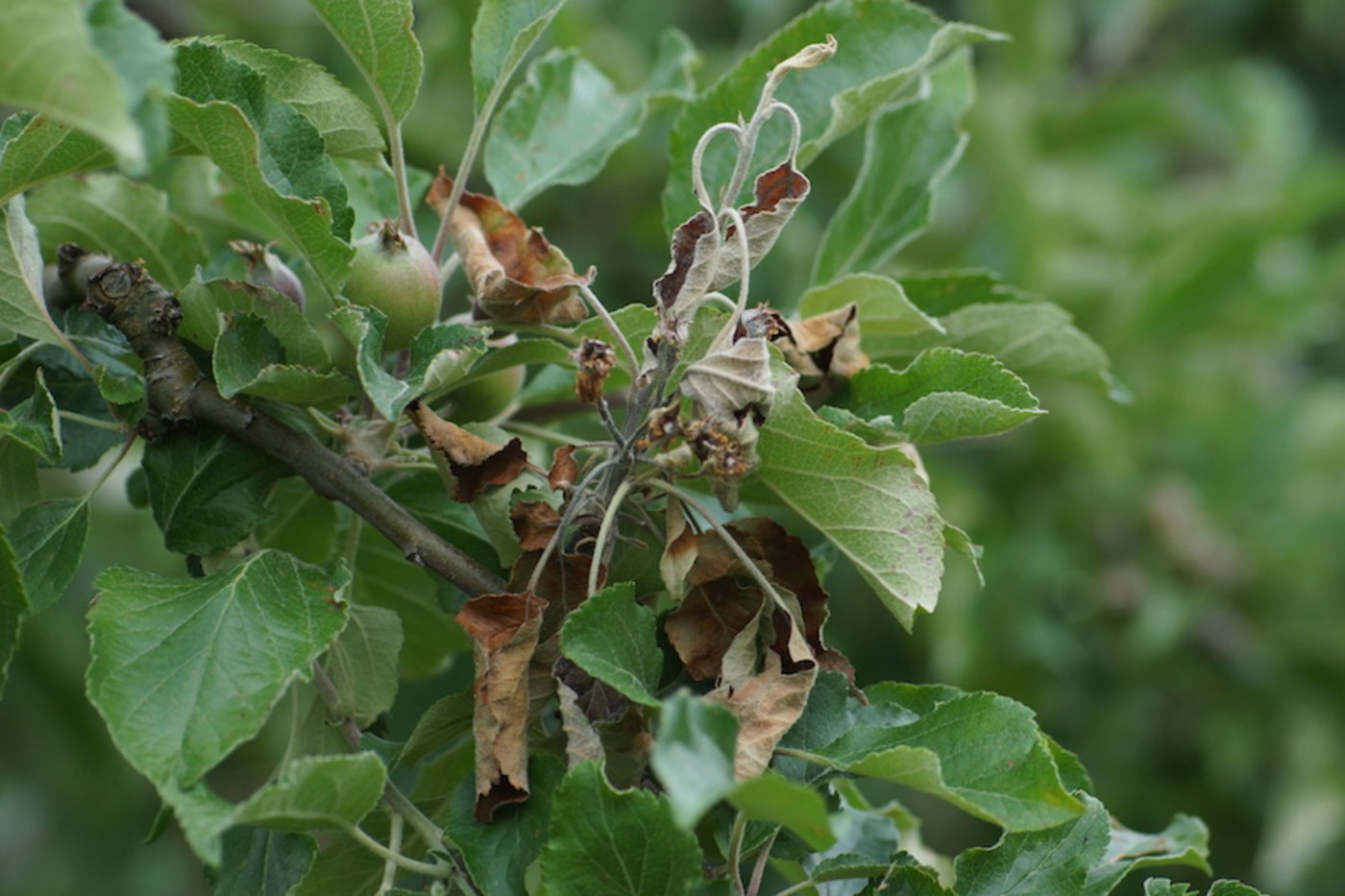 Bei diesem Apfelbaum hat bereits eine Sekundärinfektion stattgefunden. Die Blätter verfärben sich, Jungtriebe welken. (Bild zVg)