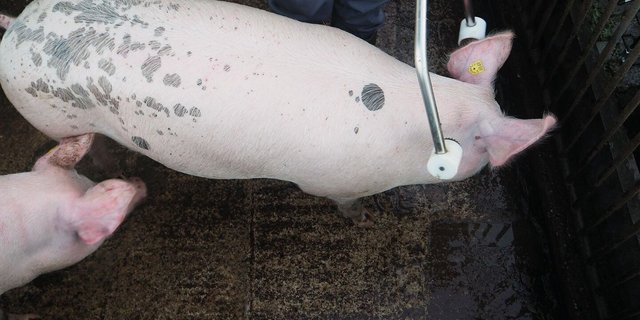 Das Schwein wird mit der Elektrozange betäubt.