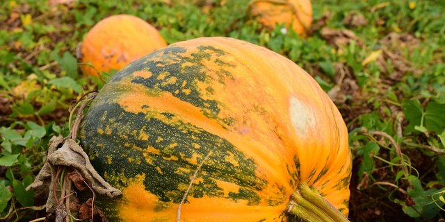 Bis das Gemüse oder andere Produkte vom Betrieb zum Abnehmer gelangt sind, braucht es einiges an Aufwand und Organisation. (Bild Pixabay)