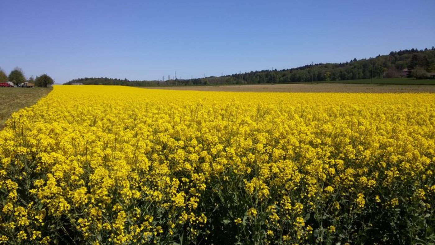 Vor allem die Umstellung der Chips-Industrie auf Rapsöl hat zu einer stark erhöhten Nachfrage nach diesen Ölsaaten geführt. (Bild ji)