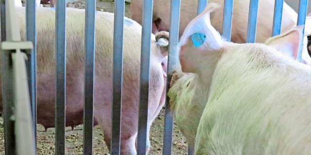 Der Eber übernimmt auf dem Zuchtbetrieb eine wichtige Rolle – auch bei künstlicher Besamung.