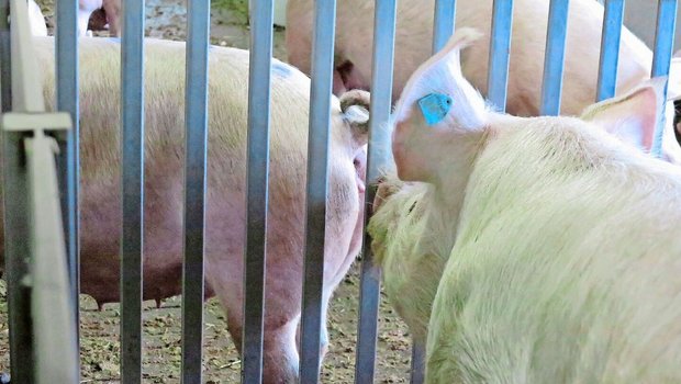Der Eber übernimmt auf dem Zuchtbetrieb eine wichtige Rolle – auch bei künstlicher Besamung.