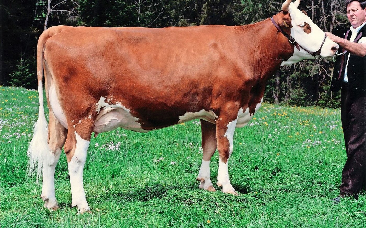 Ein Jahr später holten Hadorns 2004 mit ihrer Pickel Azzura noch einmal den Miss BEA-Titel in den Schangnau. 