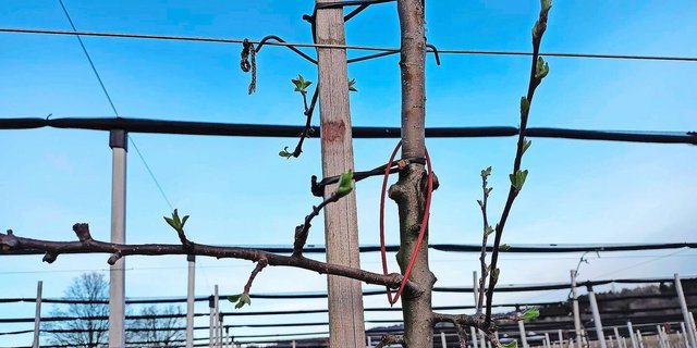 «Spaghetti» verwirren Apfelwicklermännchen.