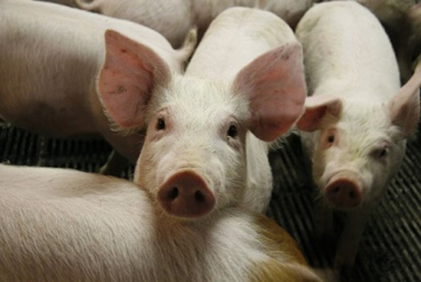 Für die Ferkelkastration ist jetzt in Deutschland das Mittel Isofluran zugelassen worden. (Bild zVg)