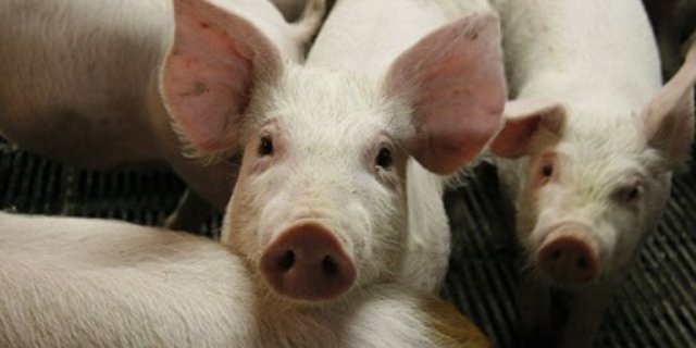 Für die Ferkelkastration ist jetzt in Deutschland das Mittel Isofluran zugelassen worden. (Bild zVg)