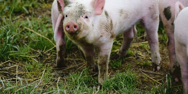 Die Schweinezüchter profitierten davon, dass es 2019 zu wenig Jager hatte und die Nachfrage entsprechend gut war. Sie erzielten Rekordpreise.(Bild Daniela Joder)