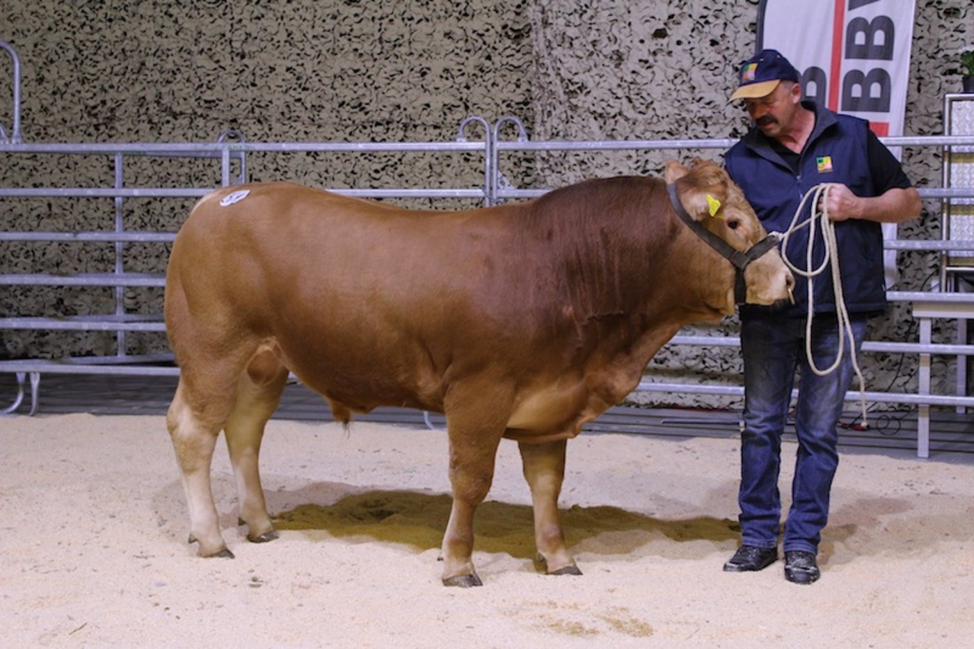 Limousine-Stier Etzel Belzstadel erzielt mit 7‘800 Franken einen Spitzenpreis. 