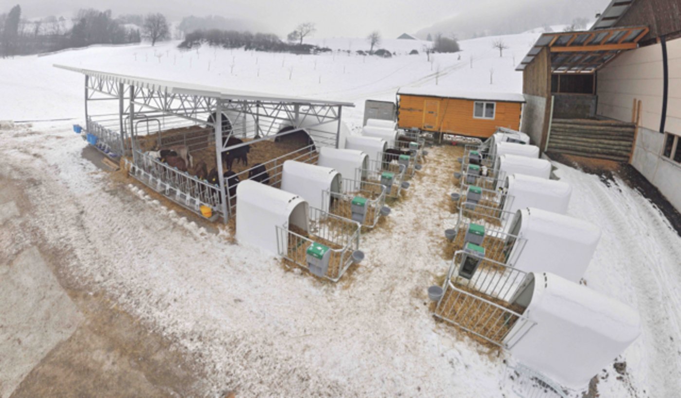 Blick auf die Freiluft-Kälberhaltung von Ueli Häcki. Rechts im Bild die Einzeliglus, in denen die Kälber die ersten drei Wochen auf dem Betrieb in Quarantäne verbringen, links im Bild die Gruppenhaltung, in die sie anschliessend wechseln. (Bild Ueli Häcki)