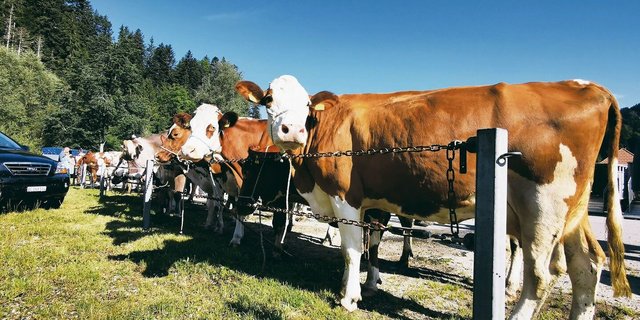 Die Kühe erfreuten sich an den öffentlichen Märkten einer regen Nachfrage und guten Überzahlungen. So mussten im vergangenen Jahr kaum Tiere übernommen werden.